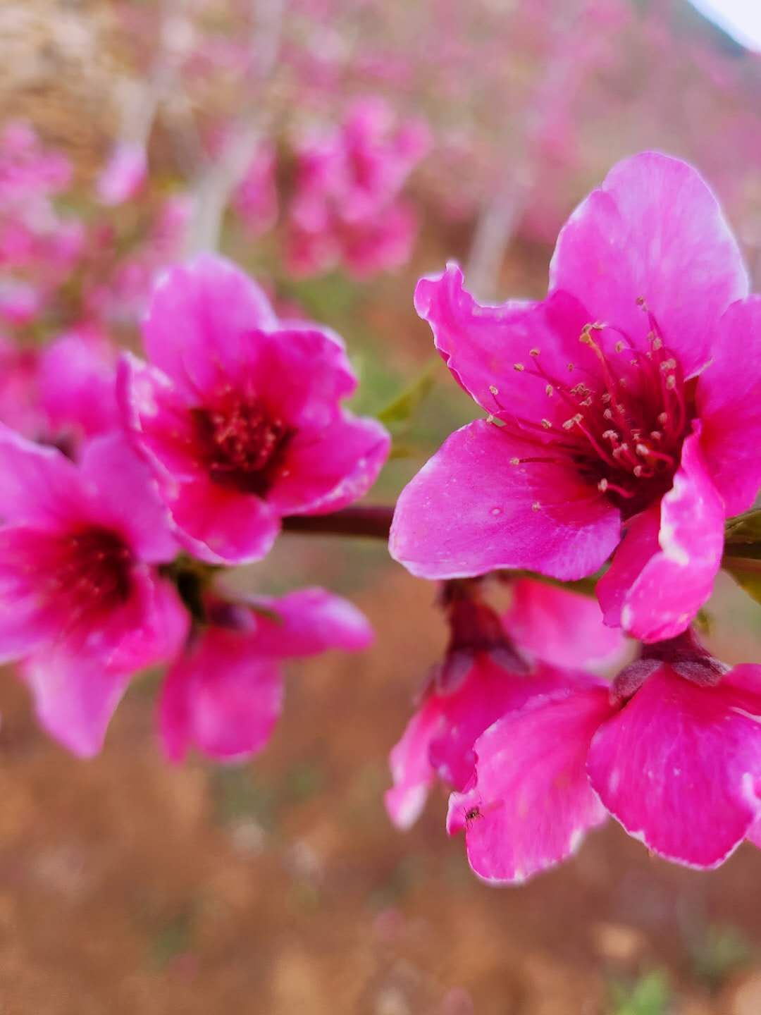 灼灼其华桃之夭夭的全文,灼灼其华的灼灼