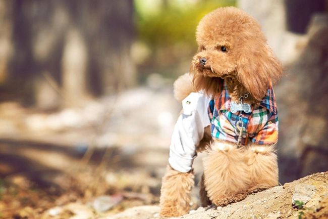 贵宾犬爱流眼泪怎么办,贵宾犬爱叫怎么纠正