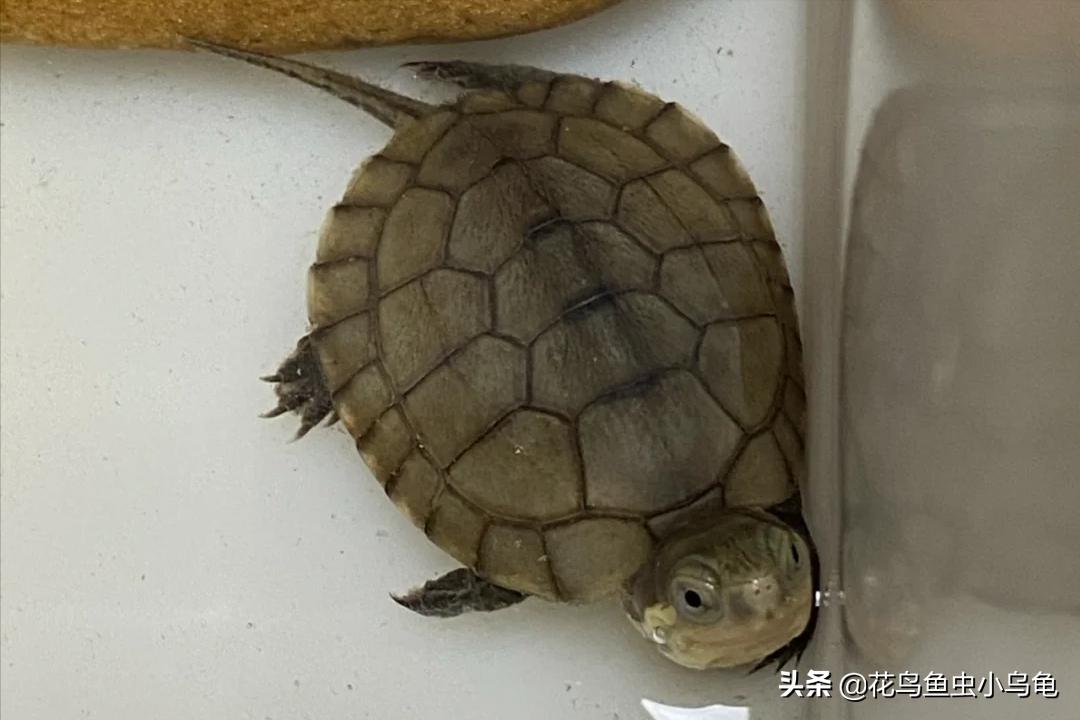 最常见的几种乌龟的品种,常见乌龟的种类及图片介绍