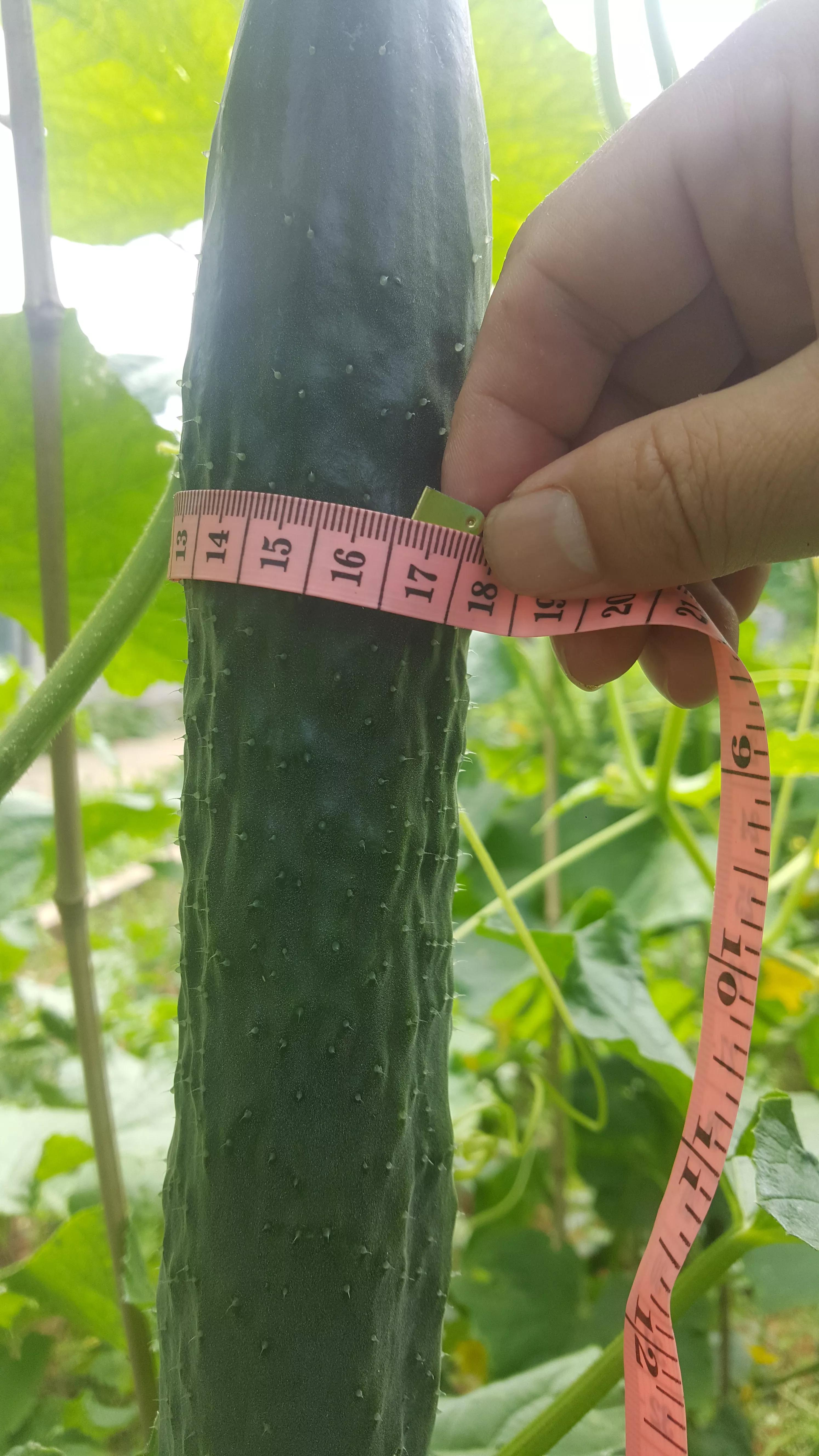 我的种植初体验,有机农业增产