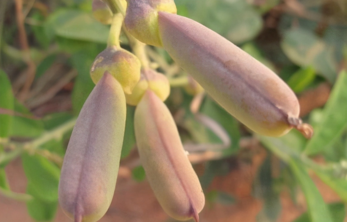 这植物“美如玉”，学名很难听，但遇见别不当回事，全草价值不菲