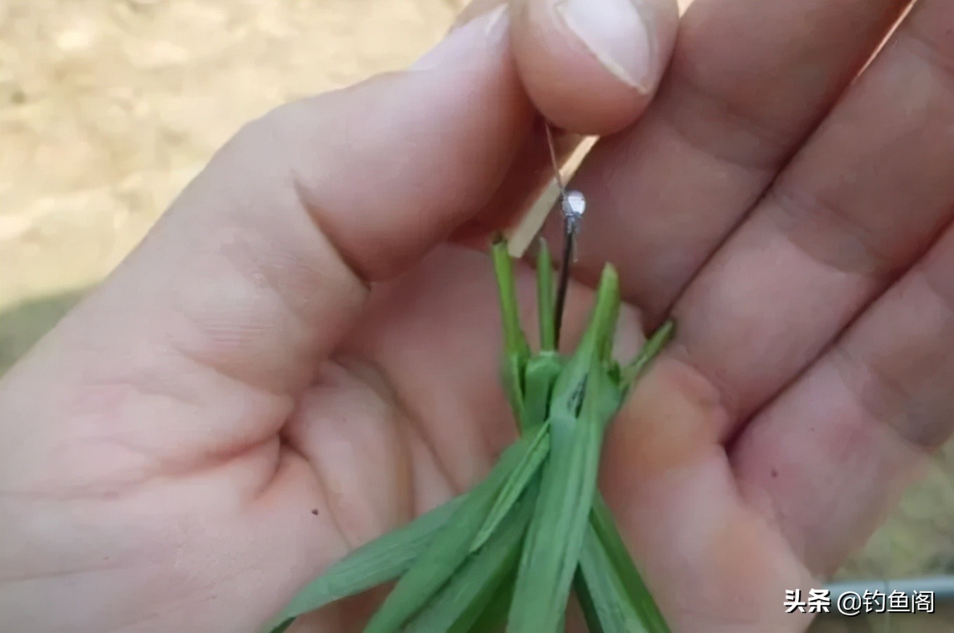 大草鱼不咬钩,野钓野生大罗非鱼不吃饵料怎么办