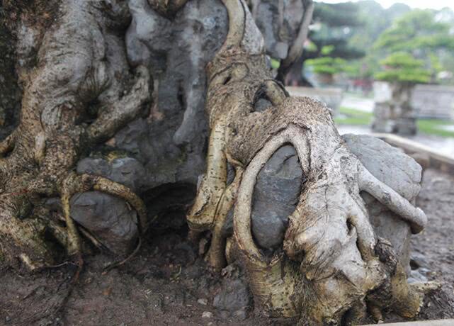 越南盆景树多少钱一棵,越南小伙千万盆景