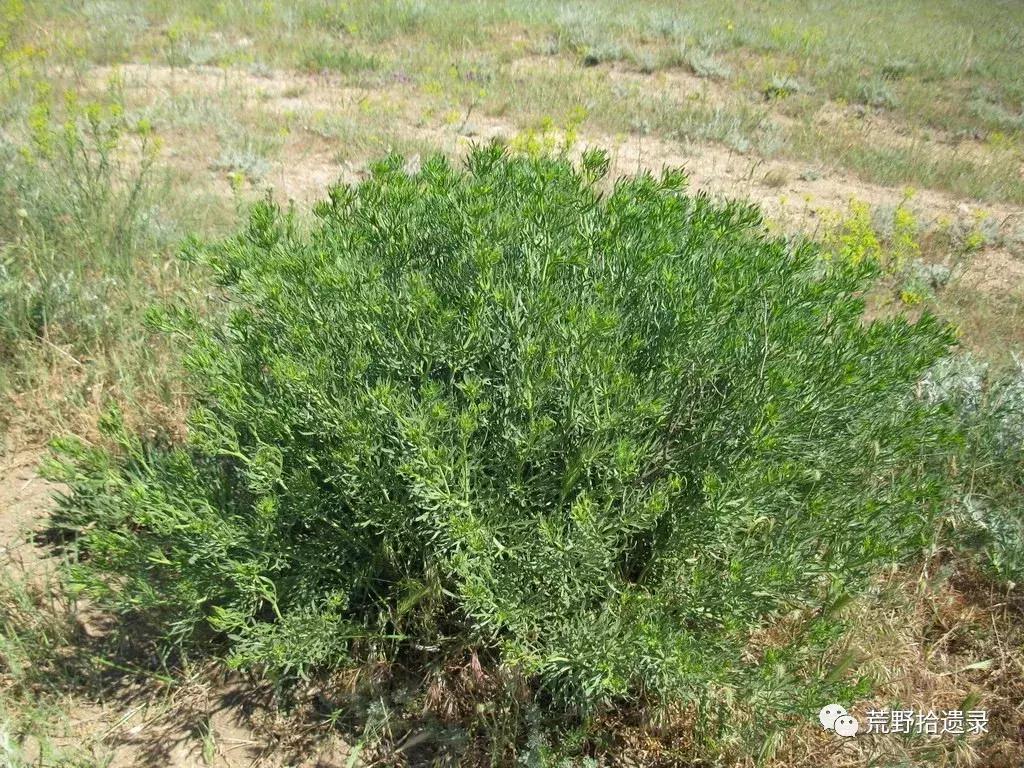 改变世界的植物:骆驼蓬PeganumharmalaL.