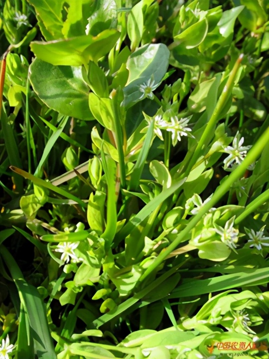 农田杂草图谱防治方法,农田主要杂草图谱