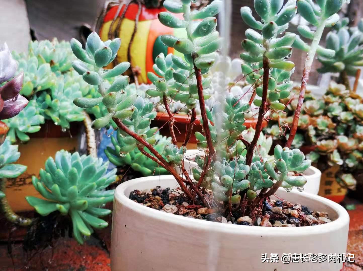 都说多肉漫画汤姆很娇气,我偏偏就不信,夏天也要丢在外面全露养