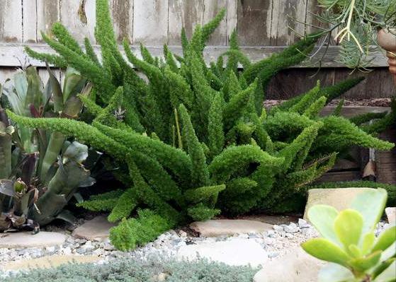 无需打理养护的庭院植物,懒人花园养什么植物好看