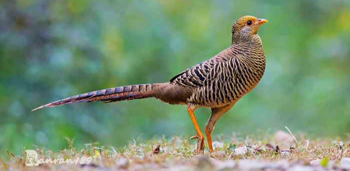 30个关于动物的冷知识,关于动物的冷知识50字