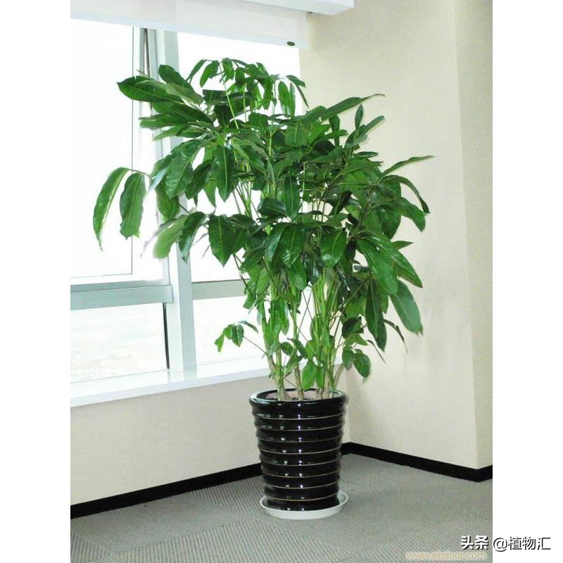 每日一花植物图片,每日一花楝花