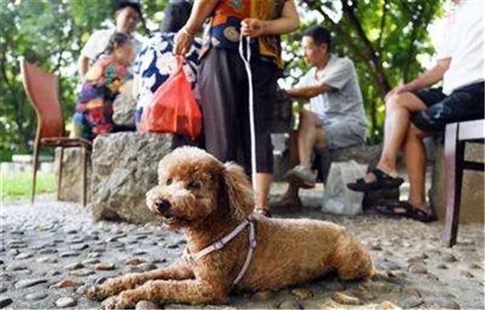 宣化养犬新规定,张家口市禁牧新规定