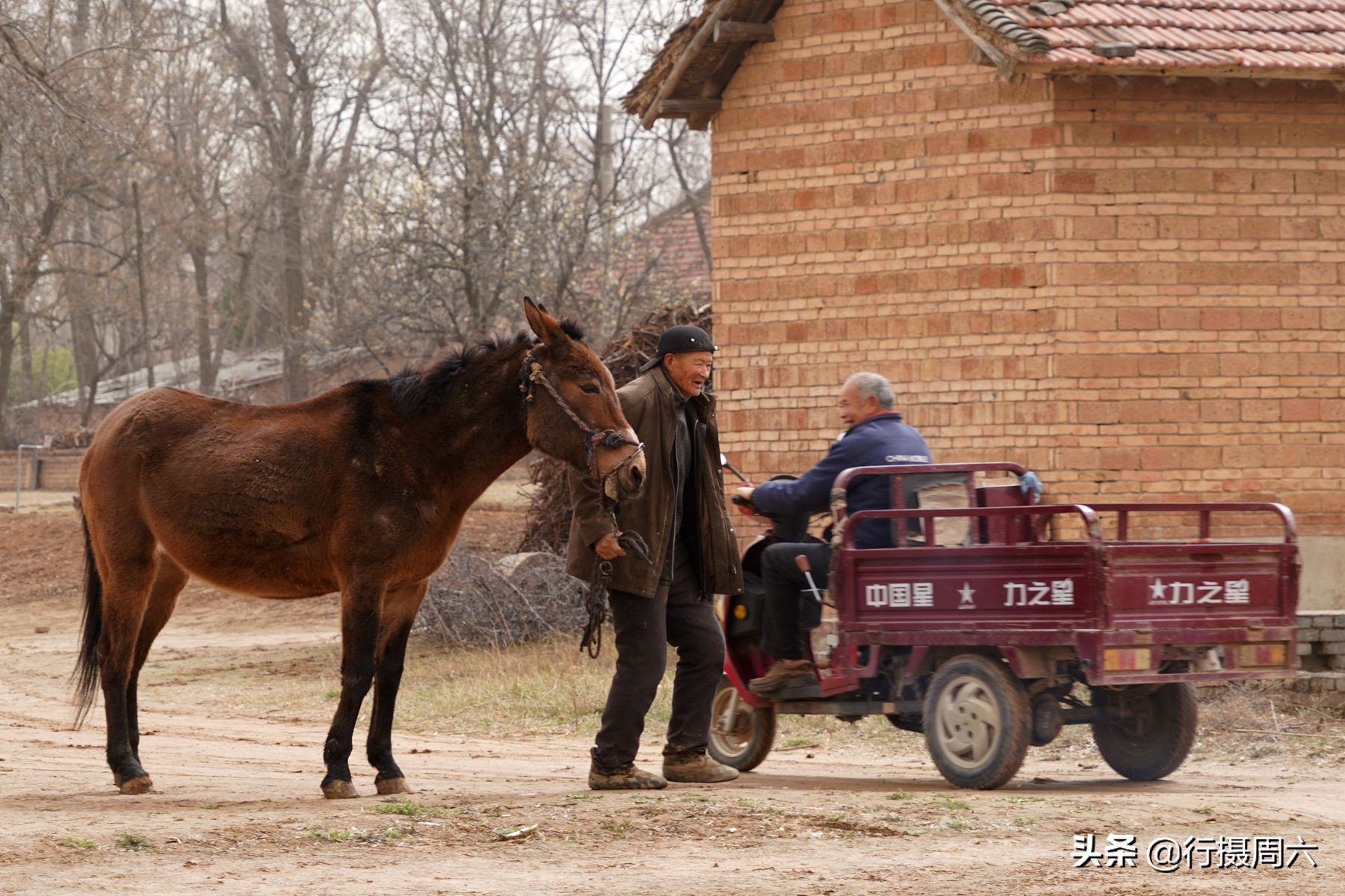 农村老汉养8只狗,农村大爷养小宠物