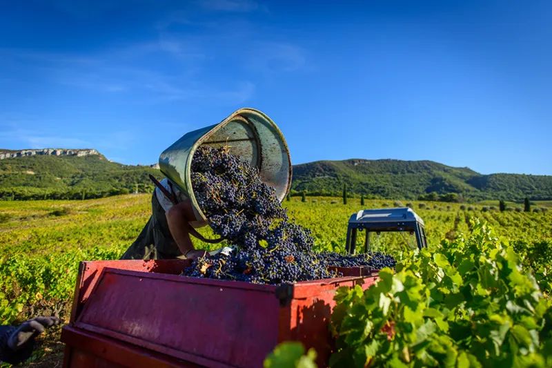 自己酿造葡萄酒的做法,探秘德国葡萄酒庄