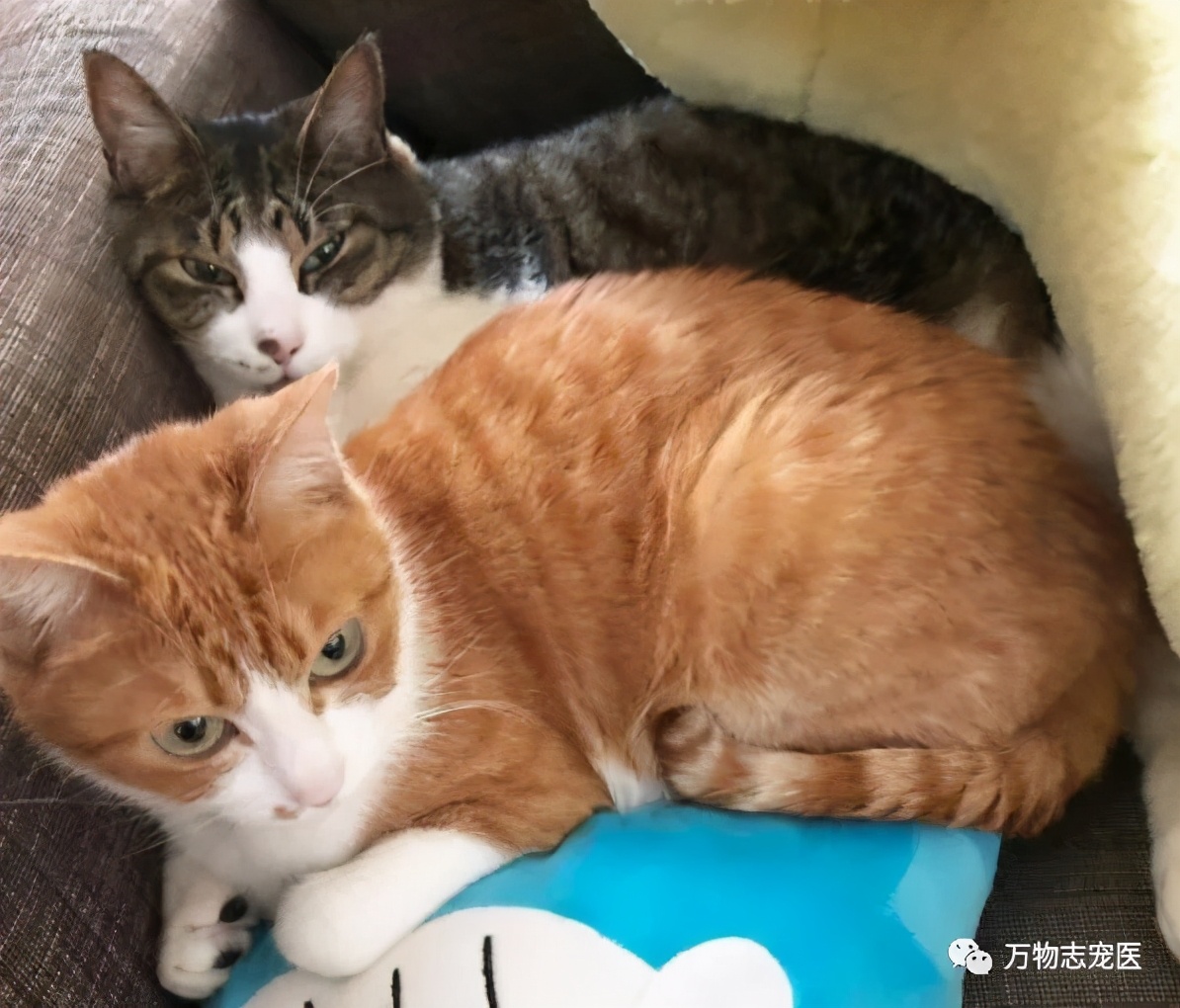 自从养了猫之后早上不想吃饭,自从养了猫之后总是失眠