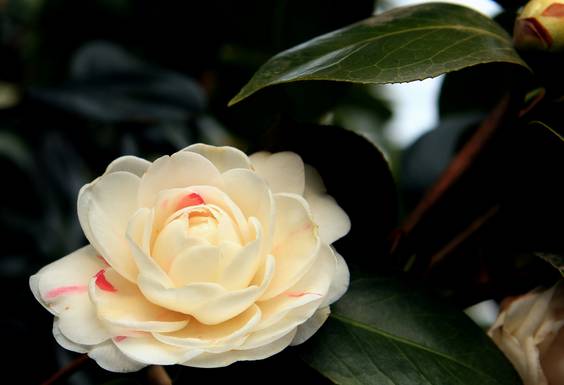 50种常见花卉浇水技巧,50种花卉种植技巧