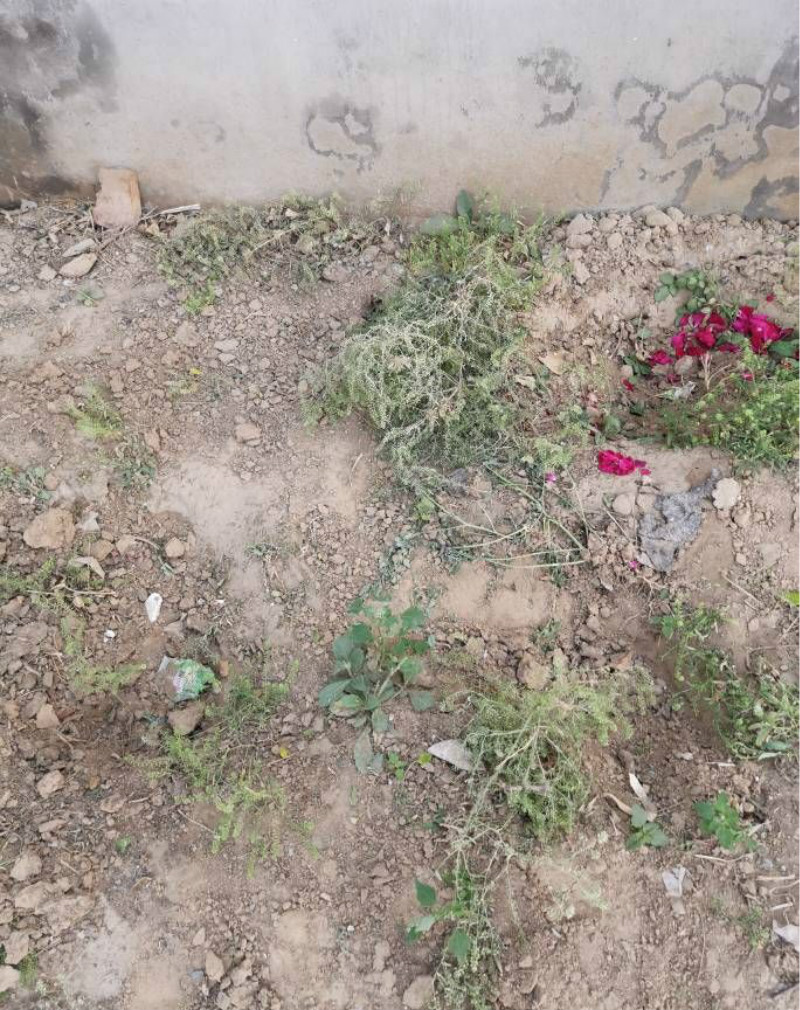 花园养的花被人偷去了好吗,养了几年的花被人偷了