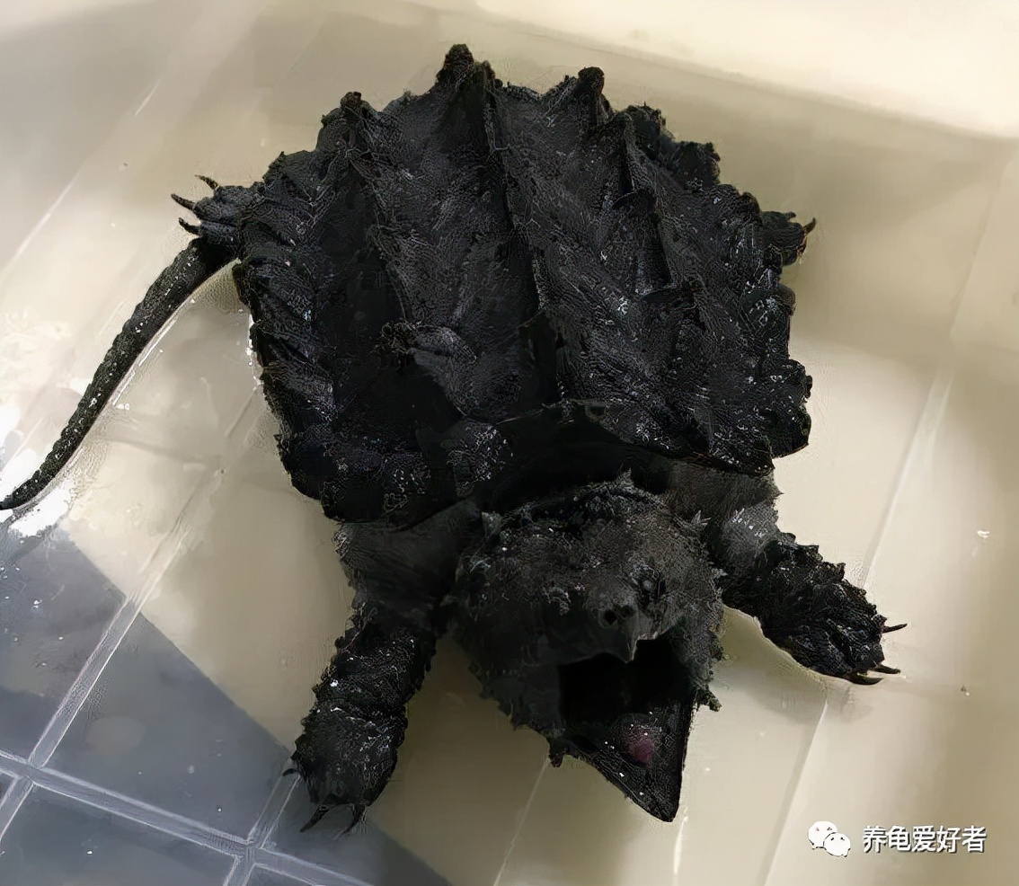 佛龟多晒太阳对养成高背有作用吗,龟怎么喂出高背