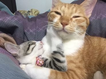 猫奴十三介绍猫粮,猫奴无谷猫粮