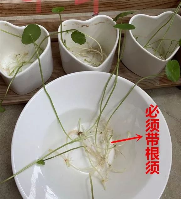 种花一年四季都能生根,冬天种花枝条多久生根