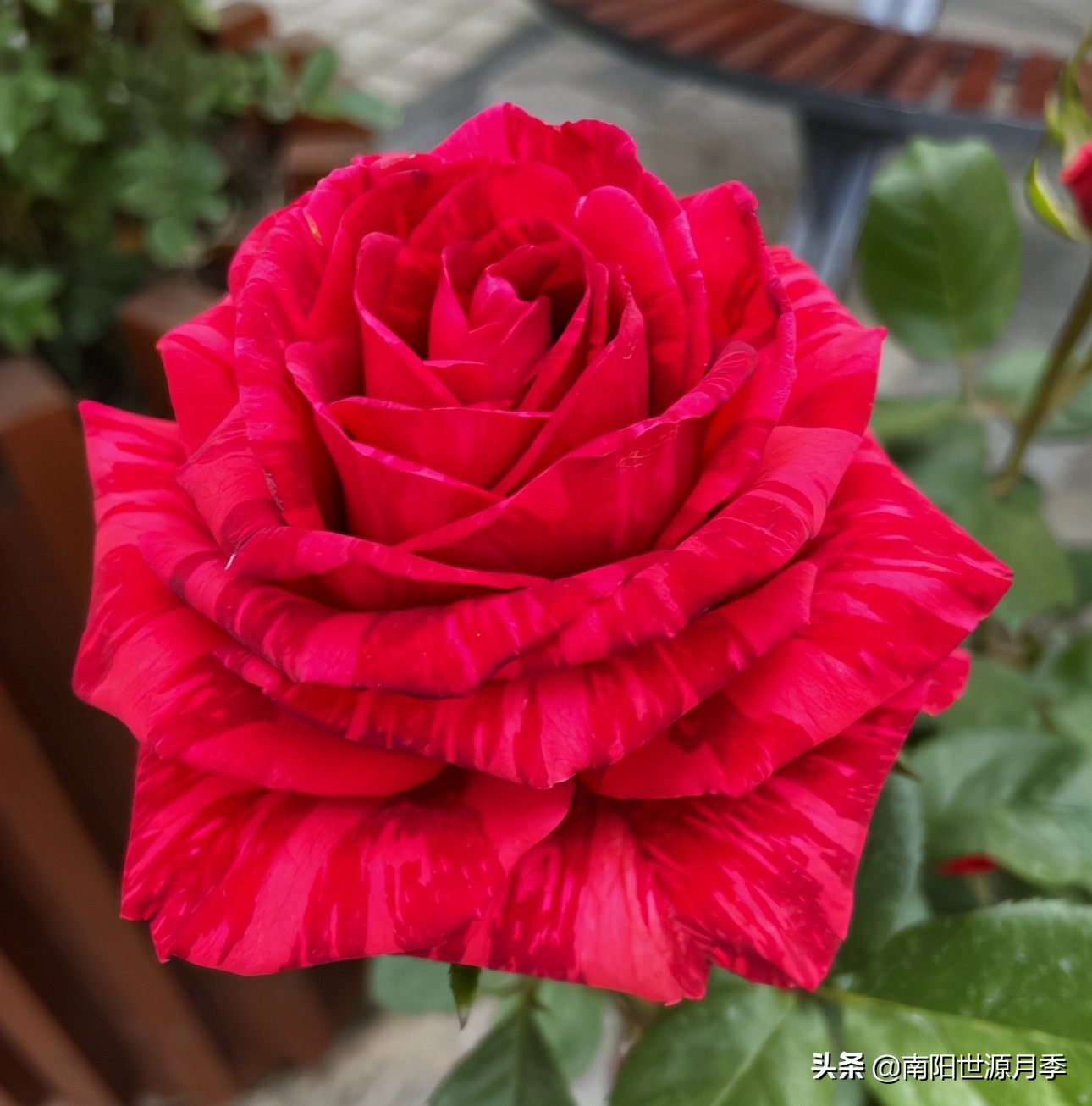 送你100朵玫瑰花,玫瑰花送谁都浪漫唯独送你不一样