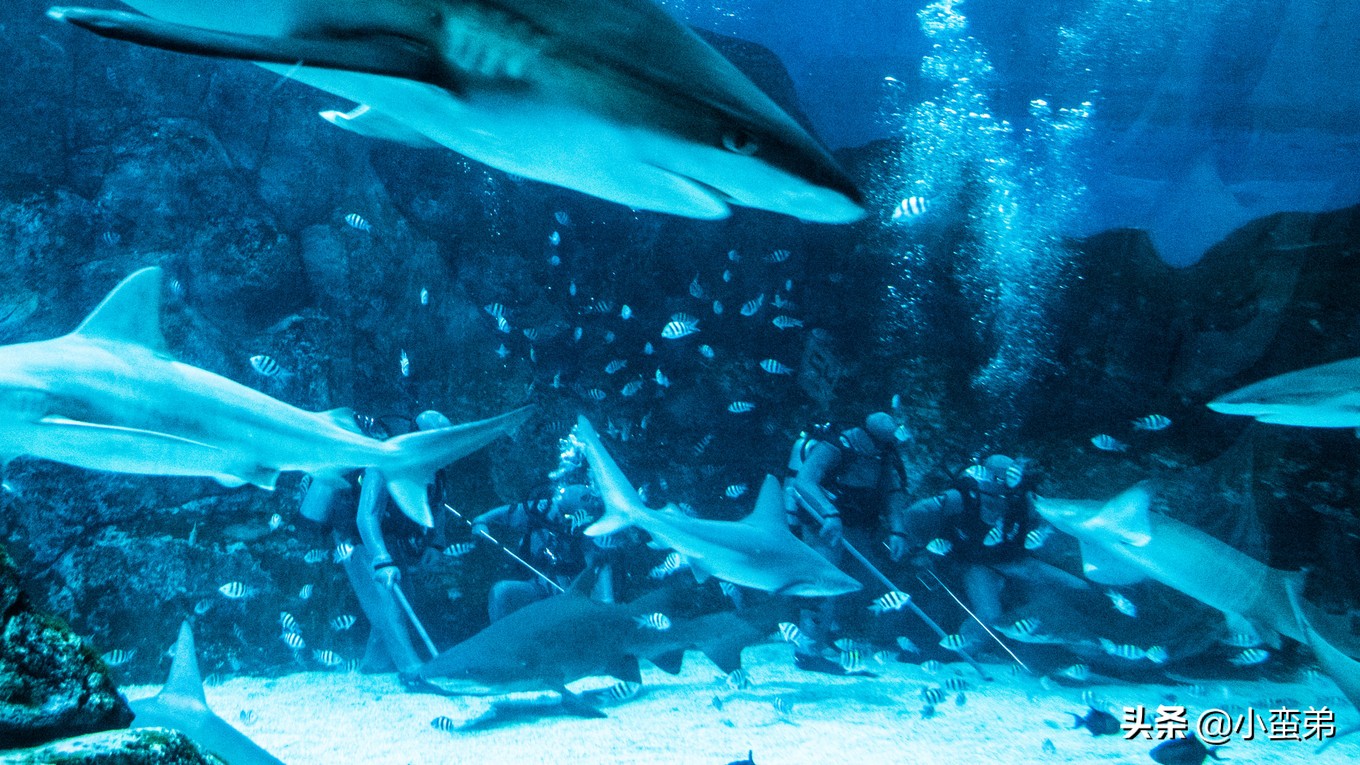 5年之许,小白逆袭重返新加坡