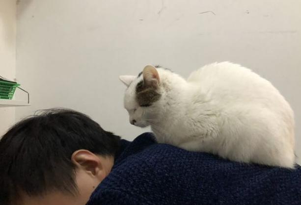 养的猫咪死了真的还能再相遇吗,经历了猫咪生病去世你还想养猫么