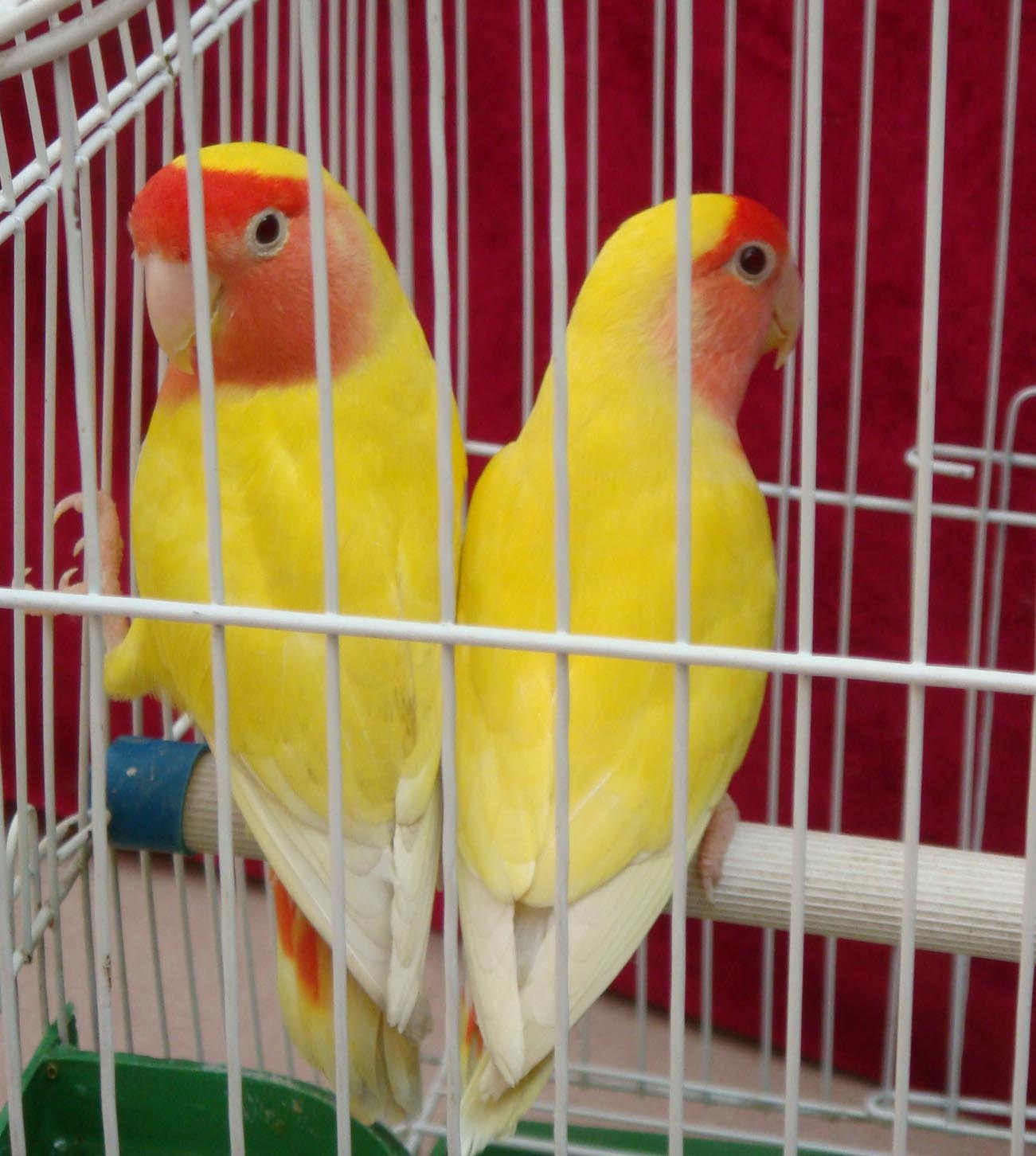 对“啥都吃”的牡丹鹦鹉,可别乱喂,辣椒、巧克力这是鸟能吃的吗