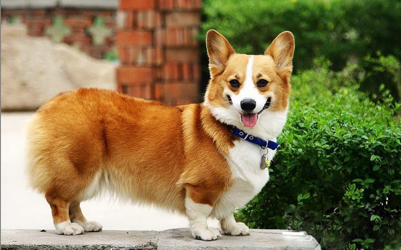 公认最好养的这几种狗,最适合家养的十种狗排行榜