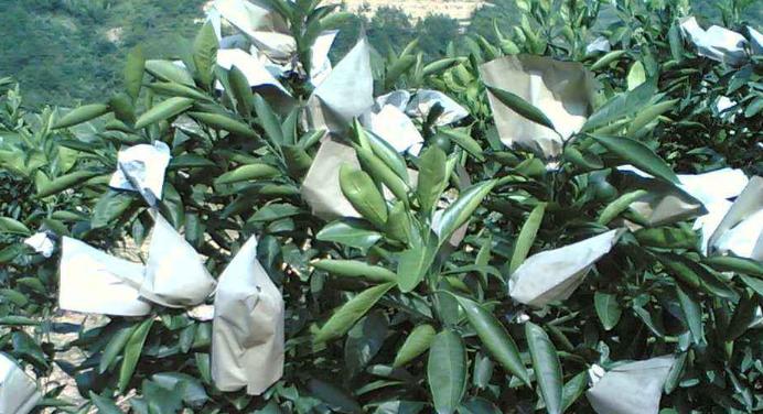 种植盆栽怎么学技术,最新种子种植攻略