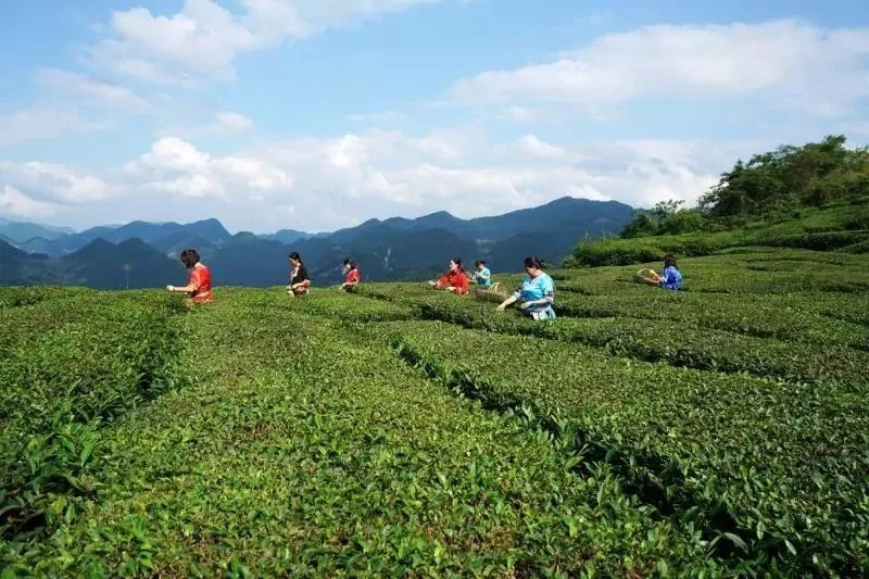 农村创业适合做些什么项目,农村的创业的点子