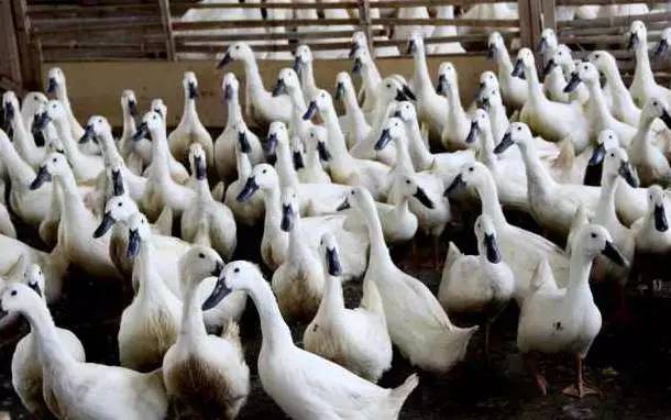 羽绒有异味怎么处理,羽绒的气味来源