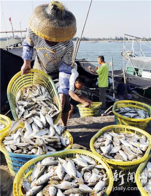 7月份的湛江海边有什么海鲜,湛江开海哪里海鲜便宜