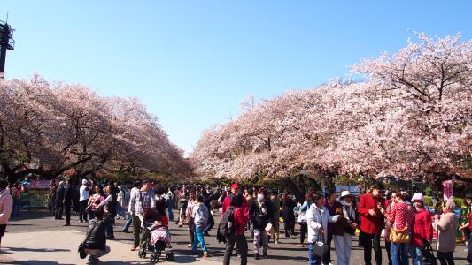 日本东京地铁攻略,日本东京旅游攻略景点大全