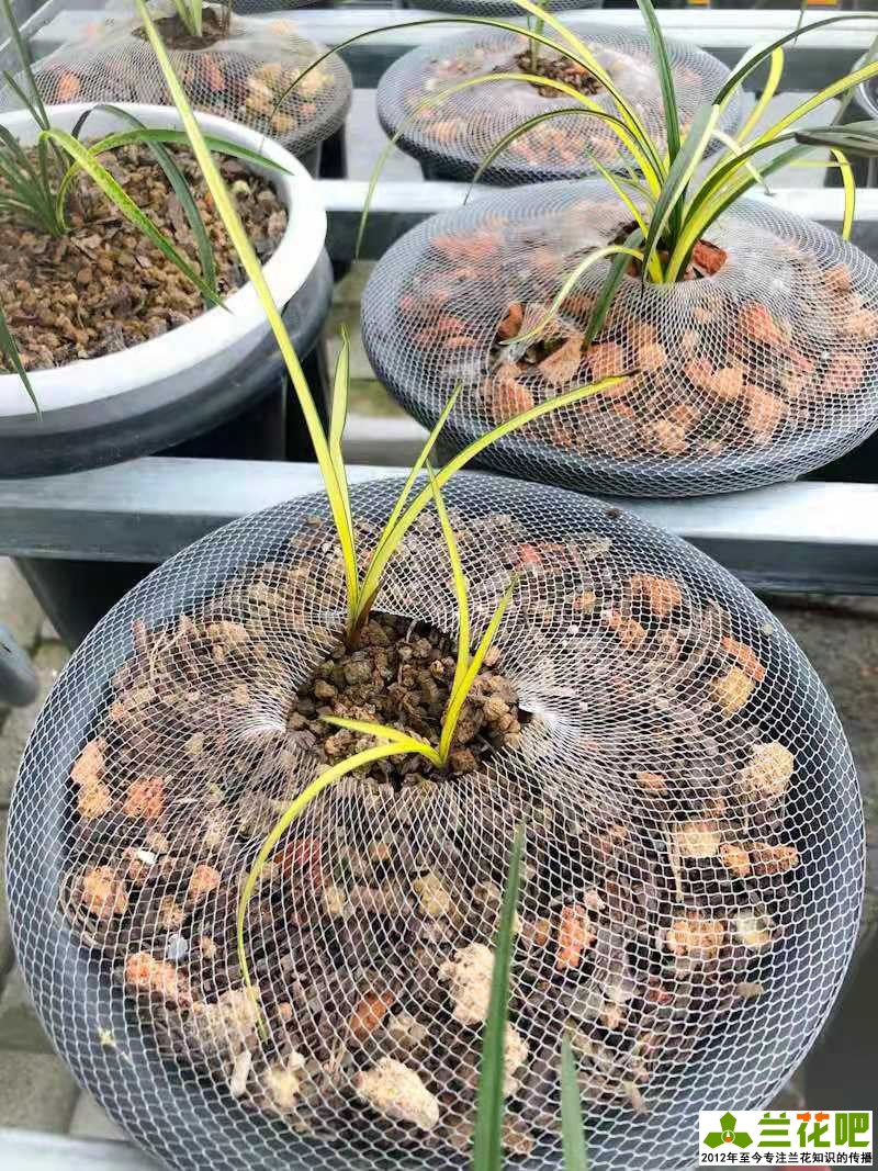 兰花换盆注意事项及养护,兰花怎么养才能快速爆盆