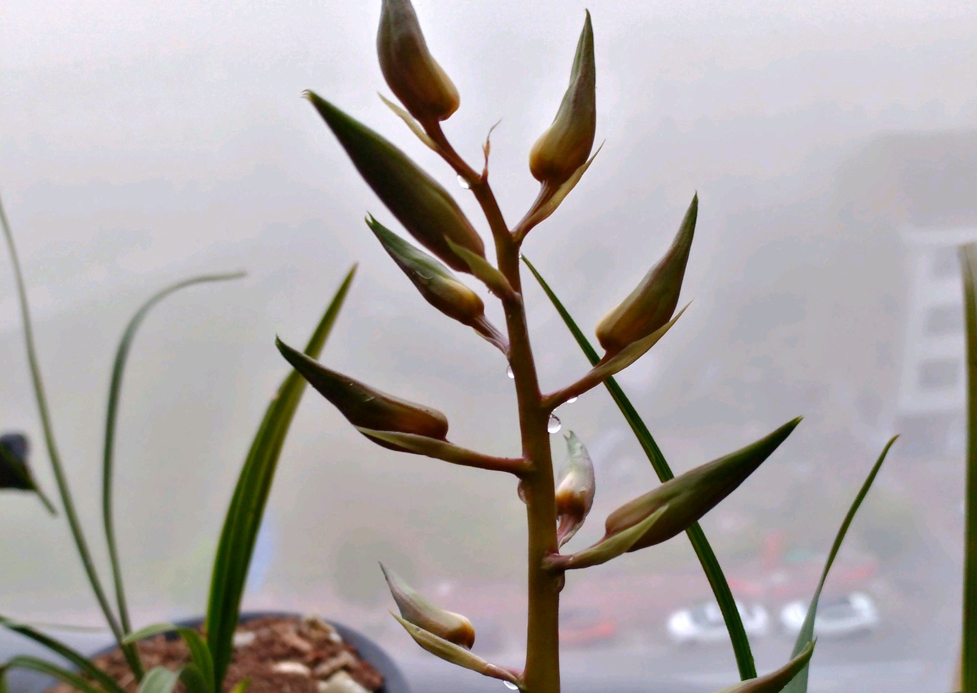 蕙兰有了花苞如果不春化会开花吗,蕙兰开花前花苞下垂正常吗