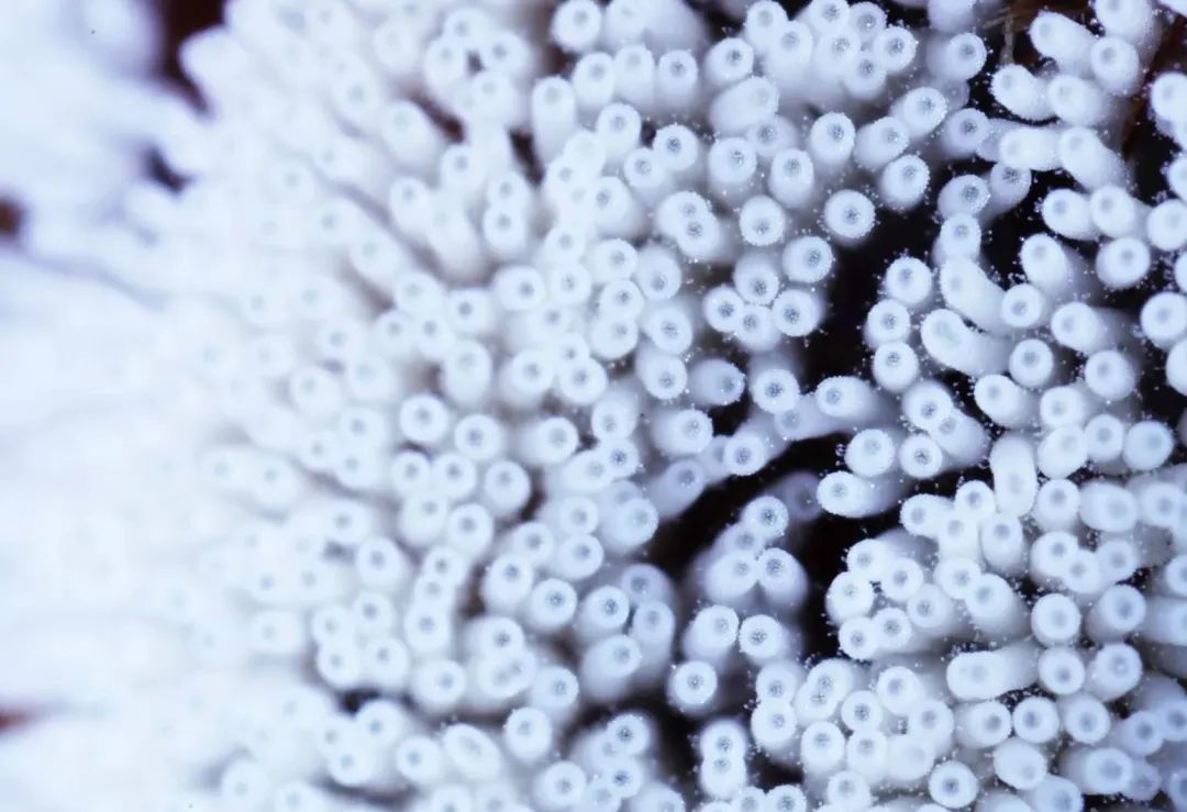 她让20万人爱上一种菌：像西米露，又似咸蛋黄，网友直呼太神奇