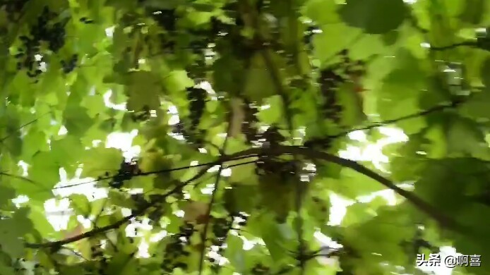 沈阳北陵公园的树,沈阳市北陵农场红枫林