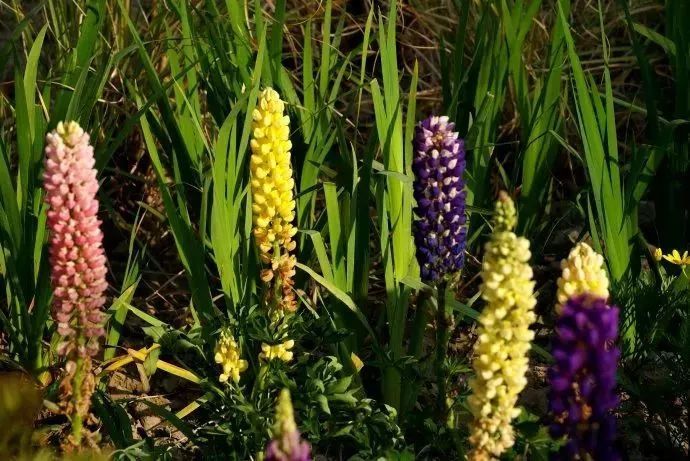 看到花的时候,不知是什么花?那就收下这份百花图谱