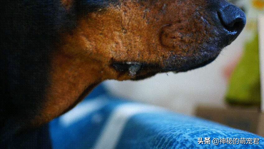 狗狗麦德氏卵磷脂,狗狗麦德氏卵磷脂一天吃多少粒