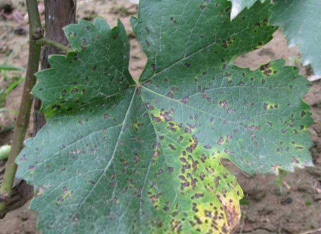 葡萄褐色斑点是什么病,葡萄叶片有褐斑怎么治