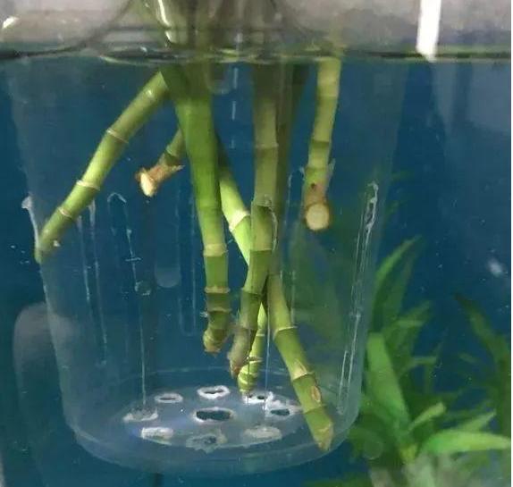 刚买回来的富贵竹怎么不发芽,买的富贵竹不生根怎么办