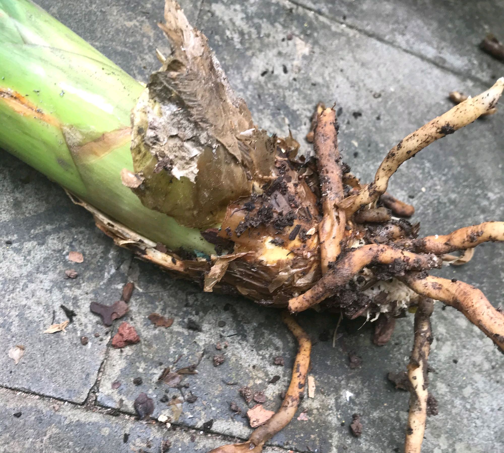 君子兰严重烂根如何发根,君子兰烂根可以用珍珠岩发根吗