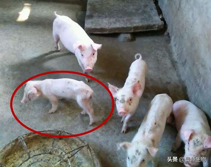 养猪有绝招——如何让僵猪不“僵”快速育肥｜晨源生物