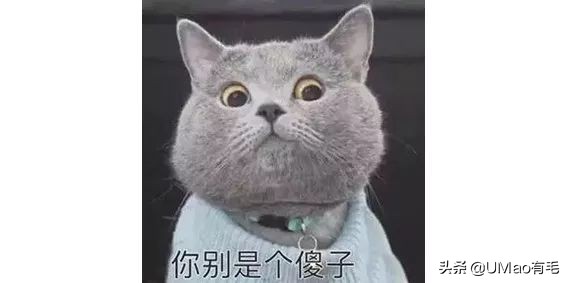 关于弓形虫你所不知道的一切,被弓形虫刷屏的视频