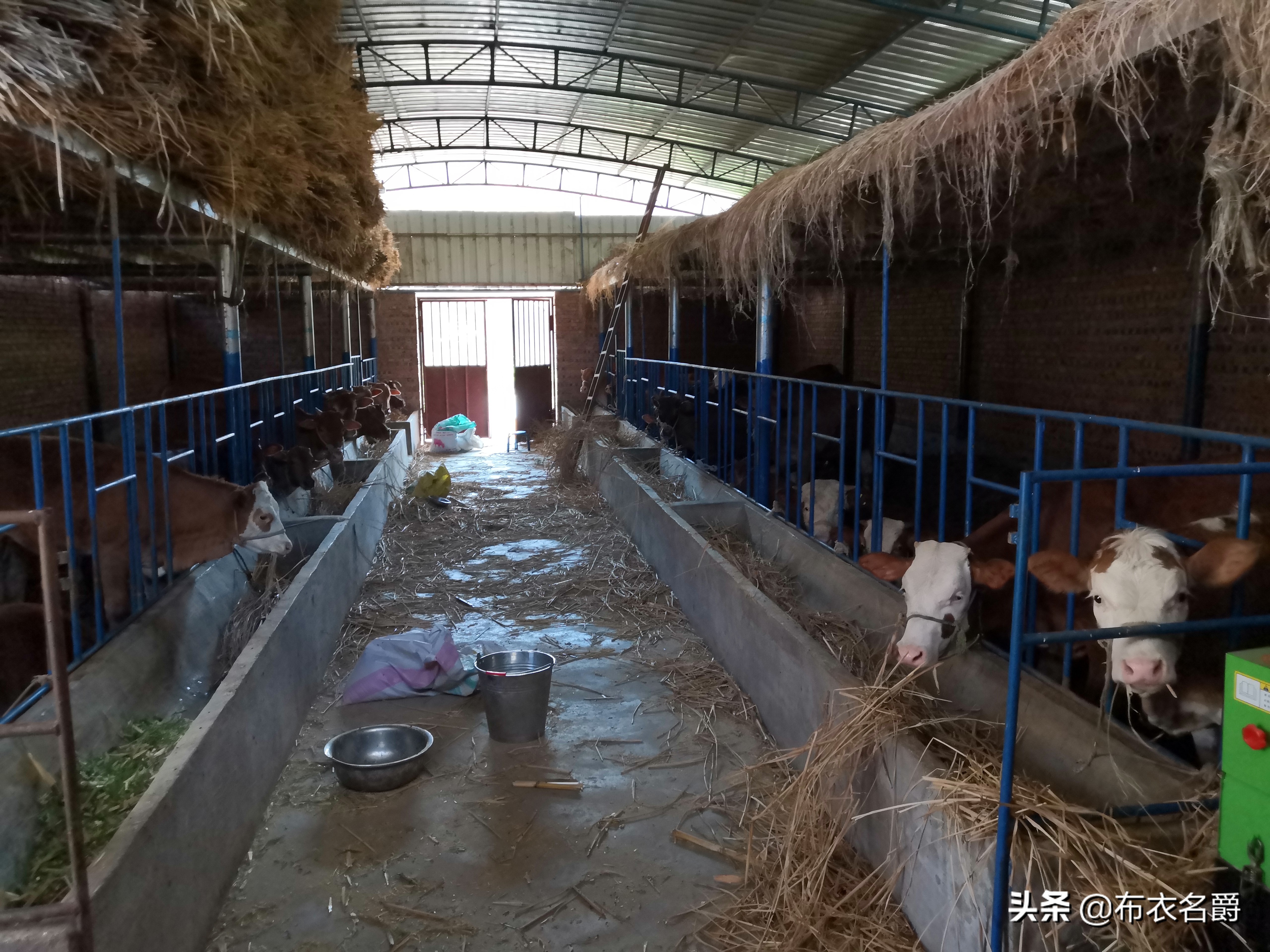 什么叫5元杂交改良黄牛,改良黄牛牛犊养殖技术