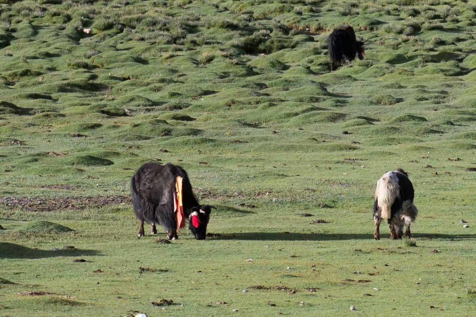 吉隆口岸旅游攻略,西藏吉隆自驾游攻略