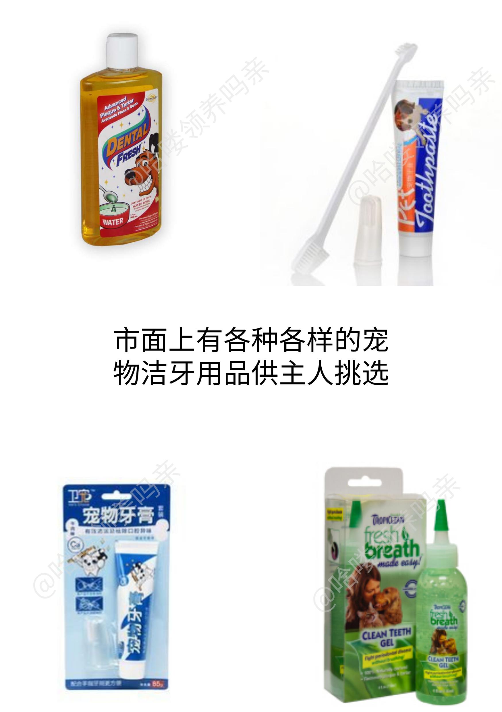 狗狗护牙方法大全,狗狗怎么护理狗牙