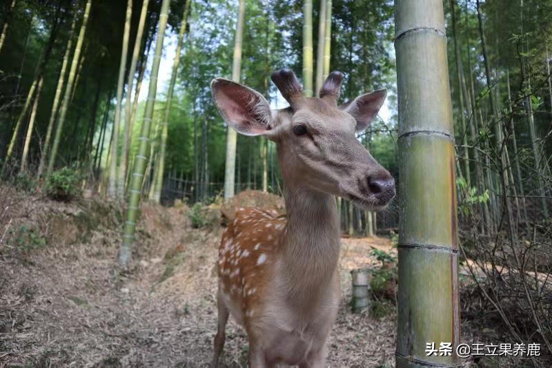 养殖梅花鹿的前景,养殖梅花鹿30头多少成本多少利润