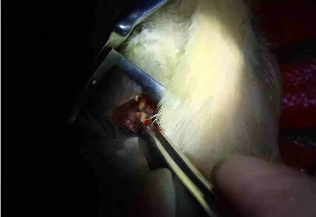 衡阳阉鸡技术培训,阉鸡养殖技术如何快速催肥增重