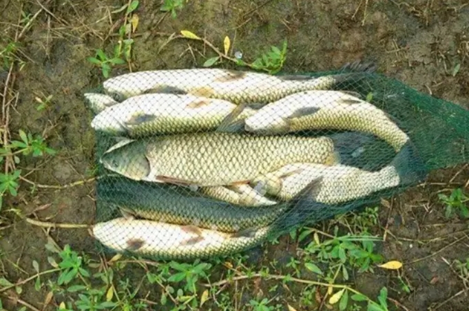 草鱼有多狡猾,怎么钓狡猾的草鱼