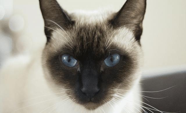 猫咪冷知识：猫咪“斗鸡眼”怎么解释？对猫咪有影响吗？